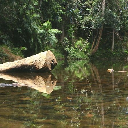 Вілла Daintree Rainforest Bungalows Cow Bay Екстер'єр фото